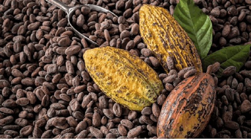 Bancoex impulsa exportaciones cacaoteras venezolanas hacia nuevos mercados internacionales